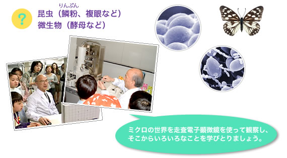 昆虫(鱗粉(りんぷん)、複眼など)微生物(酵母など)のミクロの世界を観察します。